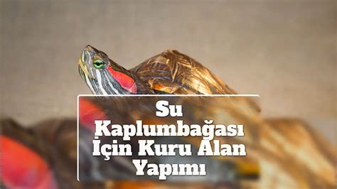 su kaplumbağası kuru alan yapımı